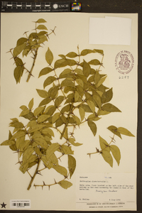 Zanthoxylum clava-herculis image