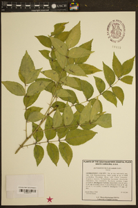 Zanthoxylum clava-herculis image