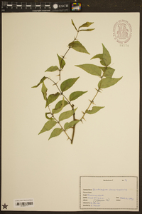 Zanthoxylum clava-herculis image