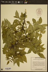 Zanthoxylum clava-herculis image