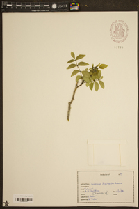 Zanthoxylum clava-herculis image