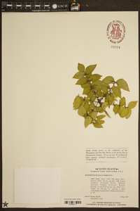 Zanthoxylum clava-herculis image