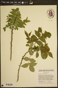 Zanthoxylum clava-herculis image