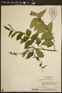 Zanthoxylum clava-herculis image