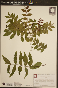 Zanthoxylum clava-herculis image