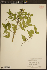 Zanthoxylum clava-herculis image