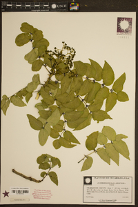 Zanthoxylum clava-herculis image