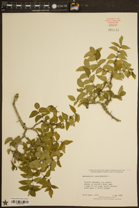 Zanthoxylum clava-herculis image