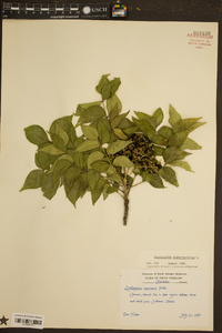 Zanthoxylum clava-herculis image