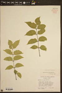 Zanthoxylum clava-herculis image