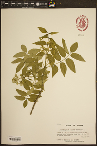 Zanthoxylum clava-herculis image