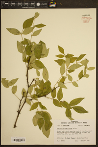 Zanthoxylum americanum image