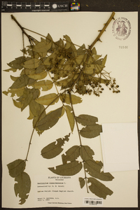 Zanthoxylum clava-herculis image