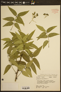 Zanthoxylum clava-herculis image