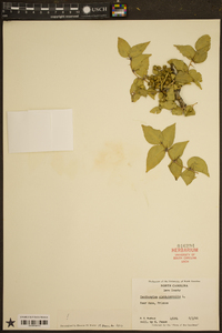 Zanthoxylum clava-herculis image
