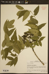 Zanthoxylum clava-herculis image