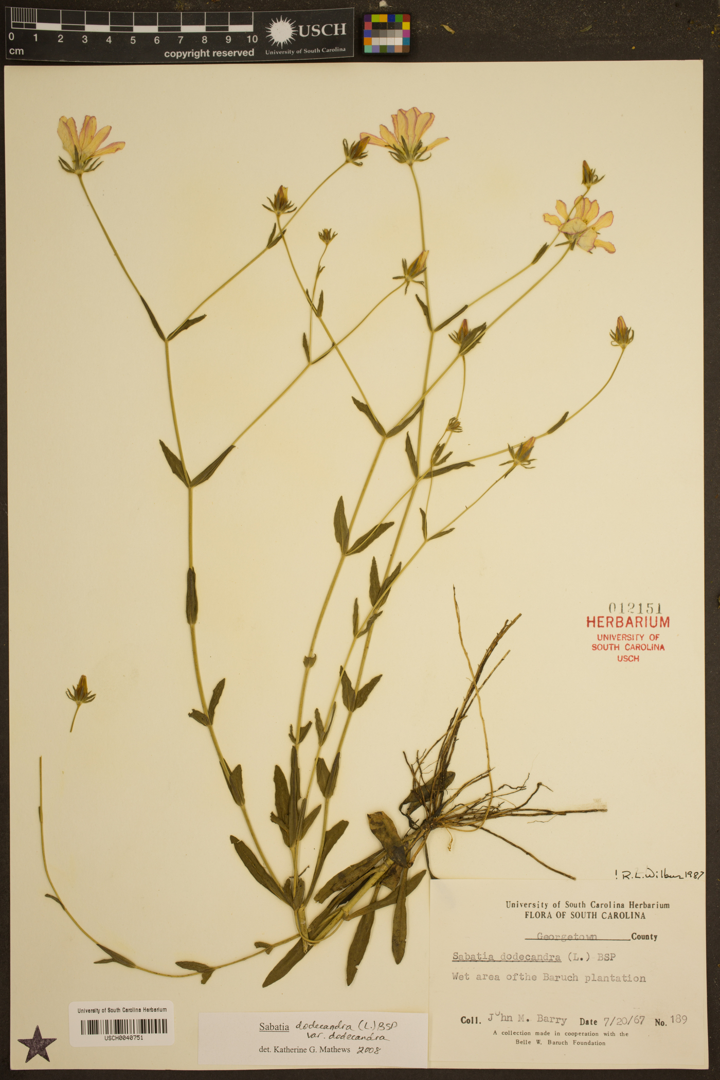 Sabatia dodecandra var. dodecandra image