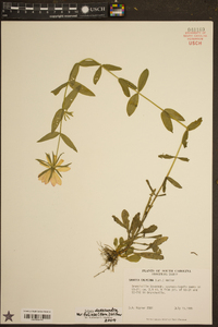 Sabatia dodecandra var. foliosa image