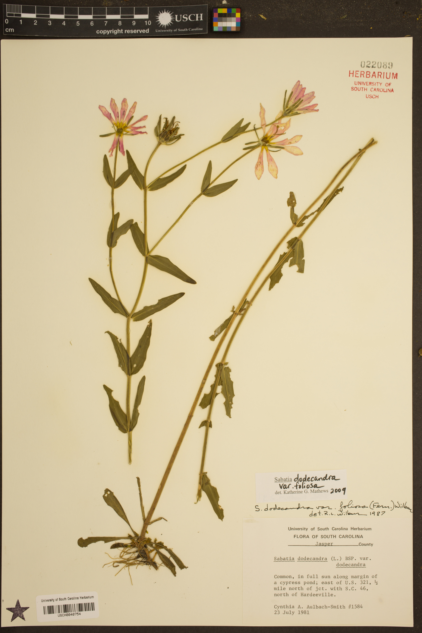 Sabatia dodecandra var. foliosa image