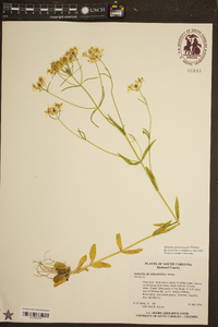 Sabatia quadrangula image