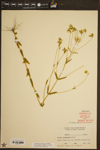 Sabatia quadrangula image