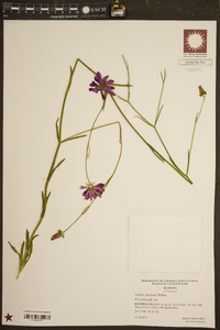 Sabatia bartramii image