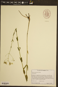 Sabatia macrophylla image