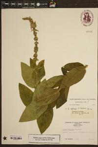 Stachys eplingii image