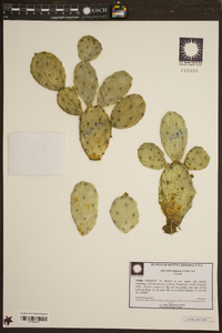 Opuntia mesacantha image