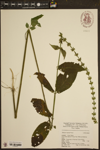 Stachys hispida image