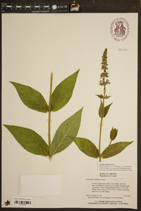 Stachys hispida image