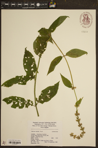 Stachys hispida image