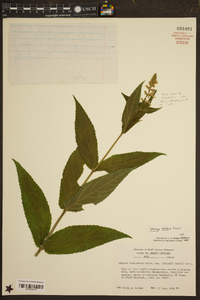 Stachys latidens image