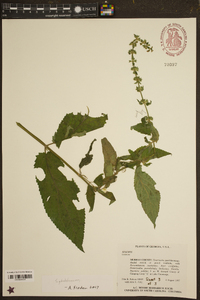 Stachys glandulosissima image