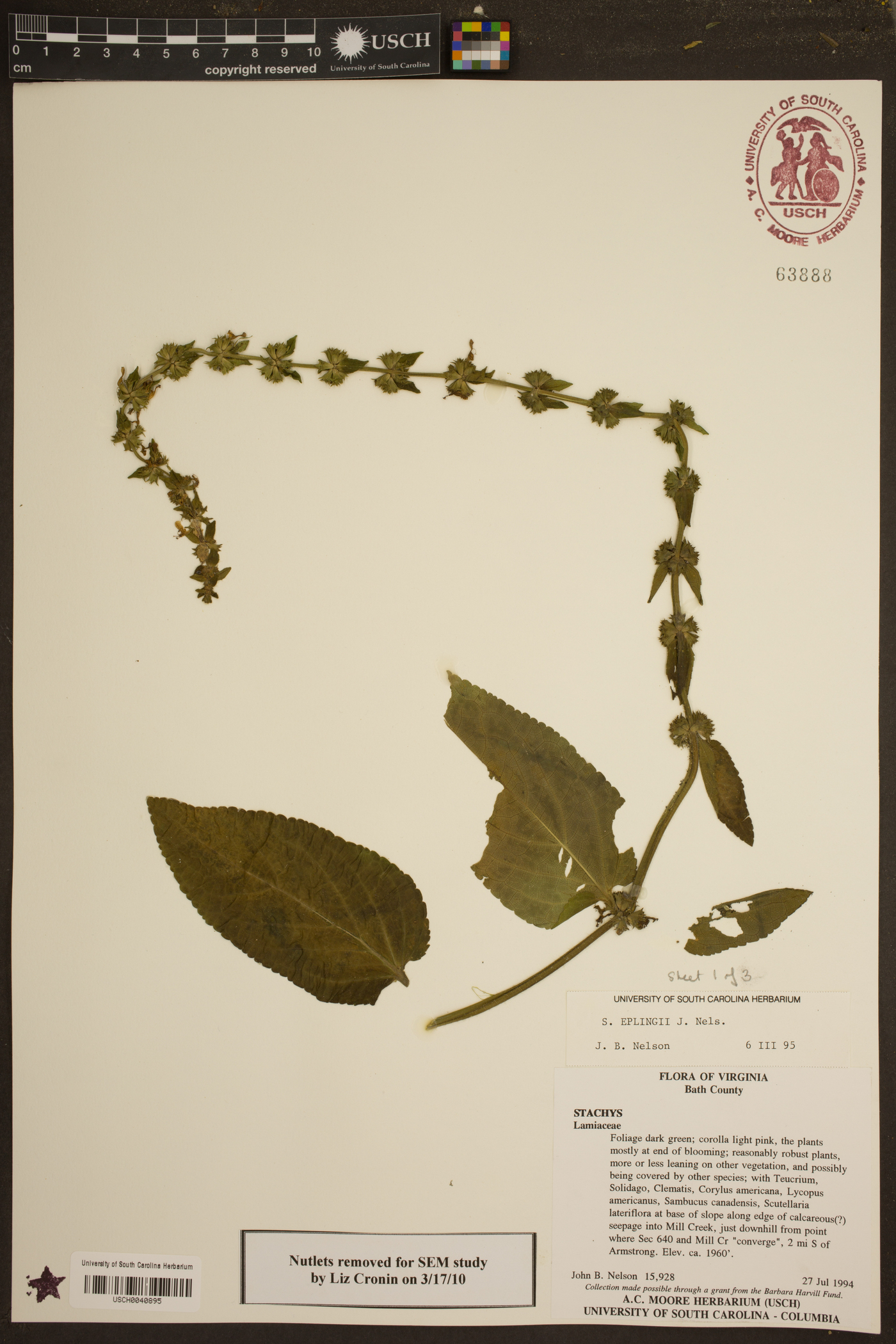 Stachys eplingii image