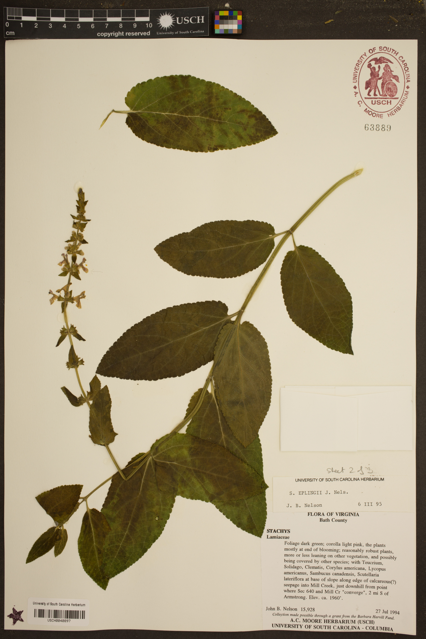 Stachys eplingii image