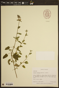 Stachys floridana image