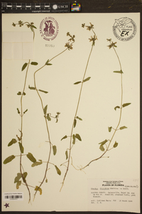 Stachys floridana image