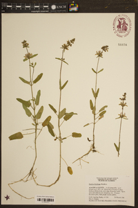 Stachys floridana image