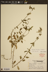 Stachys floridana image