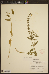 Stachys floridana image