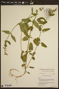 Stachys floridana image