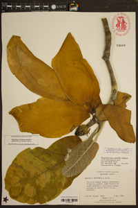 Magnolia macrophylla image