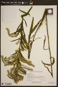 Solidago sempervirens image