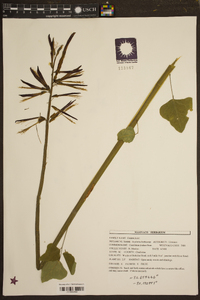 Erythrina herbacea image