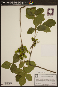 Toxicodendron pubescens image