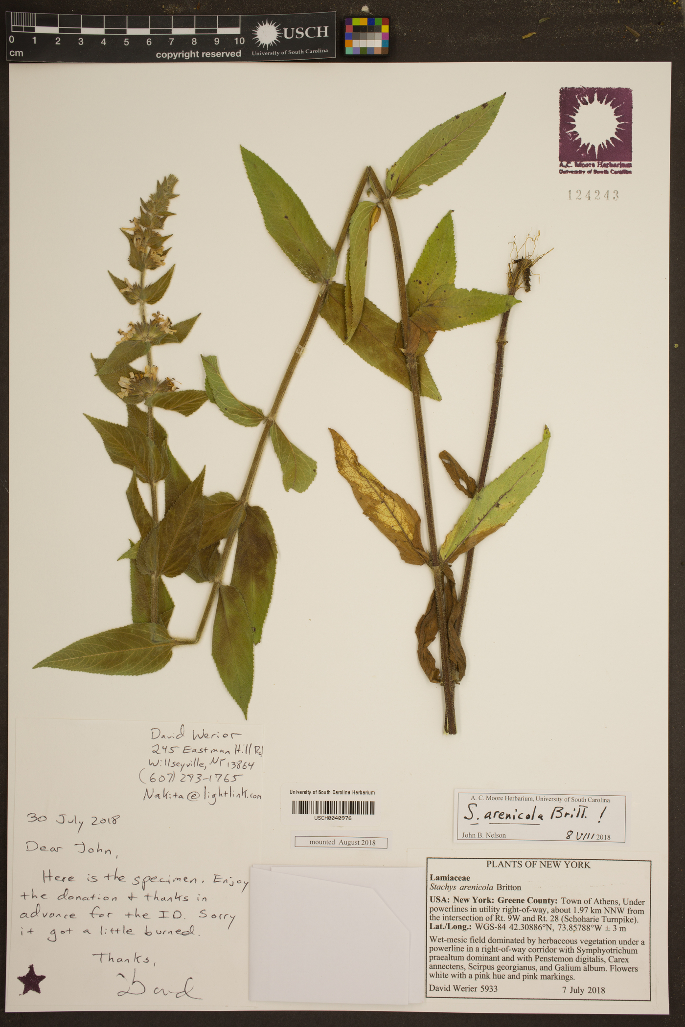 Stachys arenicola image