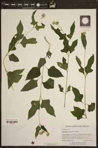 Melanthera nivea image