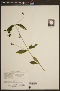 Justicia ovata image