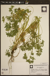 Geranium dissectum image